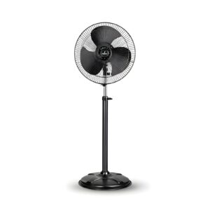 Fans